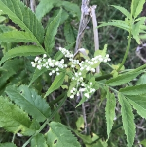 Sambucus gaudichaudiana at Ventnor, VIC - 14 Dec 2021