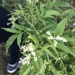 Sambucus gaudichaudiana at Ventnor, VIC - 14 Dec 2021