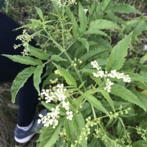 Sambucus gaudichaudiana at Ventnor, VIC - 14 Dec 2021