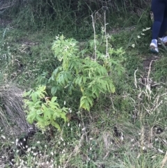 Sambucus gaudichaudiana at Ventnor, VIC - 14 Dec 2021