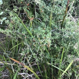 Lycium ferocissimum at Ventnor, VIC - 14 Dec 2021