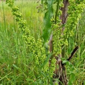 Rumex crispus at O'Malley, ACT - 18 Dec 2021