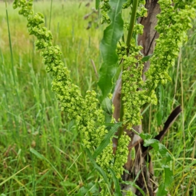 Rumex crispus (Curled Dock) at Mount Mugga Mugga - 17 Dec 2021 by Mike