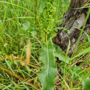 Rumex crispus at O'Malley, ACT - 18 Dec 2021