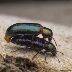 Titaena sp. (genus) (A darkling beetle) at Cotter River, ACT - 17 Dec 2021 by living