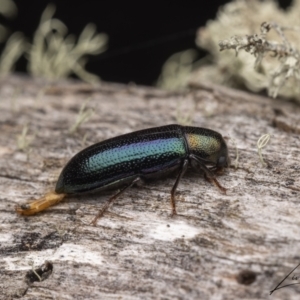 Titaena sp. (genus) at Cotter River, ACT - 17 Dec 2021