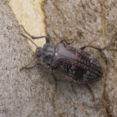 Pachycoelia sp. (genus) (A darkling beetle) at Cotter River, ACT - 17 Dec 2021 by living