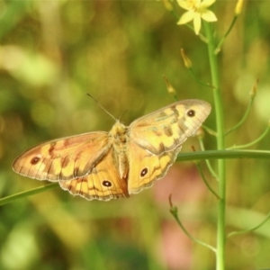 Heteronympha merope at Aranda, ACT - 18 Dec 2021