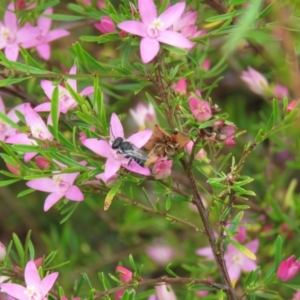 Megachile ferox at Wanniassa, ACT - 18 Dec 2021