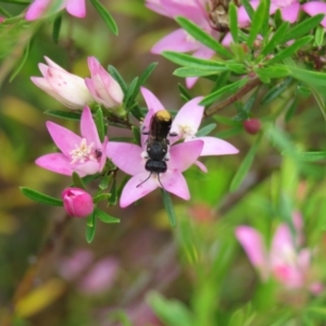 Megachile ferox at Wanniassa, ACT - 18 Dec 2021