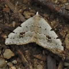 Dichromodes estigmaria (Pale Grey Heath Moth) at Paddys River, ACT - 18 Dec 2021 by JohnBundock