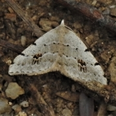 Dichromodes estigmaria (Pale Grey Heath Moth) at Tidbinbilla Nature Reserve - 18 Dec 2021 by JohnBundock