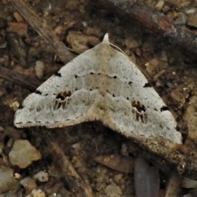 Dichromodes estigmaria (Pale Grey Heath Moth) at Paddys River, ACT - 18 Dec 2021 by JohnBundock