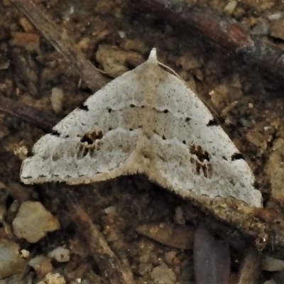 Dichromodes estigmaria (Pale Grey Heath Moth) at Tidbinbilla Nature Reserve - 18 Dec 2021 by JohnBundock