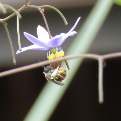 Lipotriches (Austronomia) flavoviridis (sweat bee) at Wanniassa, ACT - 18 Dec 2021 by Lucylu243