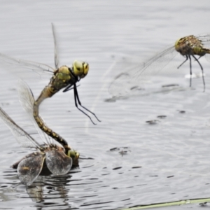 Anax papuensis at Paddys River, ACT - 18 Dec 2021