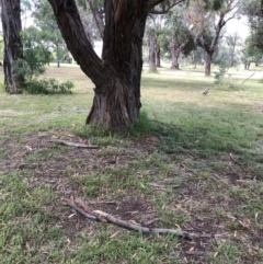 Eucalyptus nicholii (Narrow-leaved Black Peppermint) at Hughes, ACT - 16 Dec 2021 by ruthkerruish