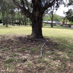 Eucalyptus globulus subsp. bicostata (Southern Blue Gum, Eurabbie) at Red Hill to Yarralumla Creek - 16 Dec 2021 by ruthkerruish