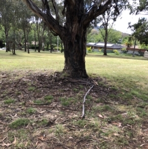 Eucalyptus globulus subsp. bicostata at Garran, ACT - 17 Dec 2021