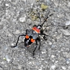 Dindymus versicolor (Harlequin Bug) at Tidbinbilla Nature Reserve - 18 Dec 2021 by JohnBundock