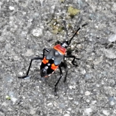 Dindymus versicolor (Harlequin Bug) at Paddys River, ACT - 18 Dec 2021 by JohnBundock
