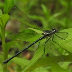 Austroargiolestes icteromelas at Paddys River, ACT - 18 Dec 2021