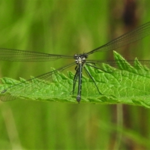 Austroargiolestes icteromelas at Paddys River, ACT - 18 Dec 2021