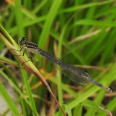 Ischnura heterosticta (Common Bluetail Damselfly) at Paddys River, ACT - 18 Dec 2021 by JohnBundock