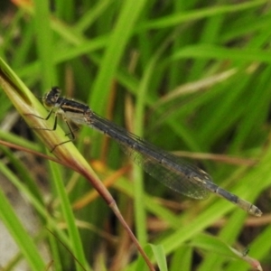 Ischnura heterosticta at Paddys River, ACT - 18 Dec 2021 12:44 PM