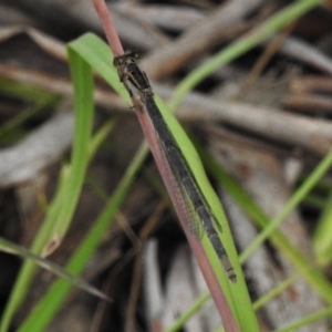 Ischnura heterosticta at Paddys River, ACT - 18 Dec 2021 12:44 PM