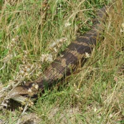 Tiliqua scincoides scincoides (Eastern Blue-tongue) at Mount Mugga Mugga - 14 Dec 2021 by Christine