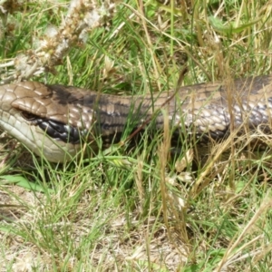 Tiliqua scincoides scincoides at Symonston, ACT - 14 Dec 2021 01:30 PM