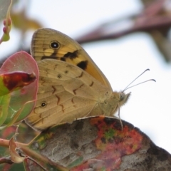 Heteronympha merope (Common Brown Butterfly) at Symonston, ACT - 14 Dec 2021 by Christine