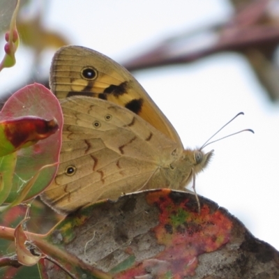 Heteronympha merope (Common Brown Butterfly) at Mount Mugga Mugga - 14 Dec 2021 by Christine