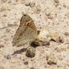 Junonia villida (Meadow Argus) at Symonston, ACT - 14 Dec 2021 by Christine