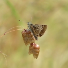 Trapezites luteus (Yellow Ochre, Rare White-spot Skipper) at Mount Mugga Mugga - 14 Dec 2021 by Christine