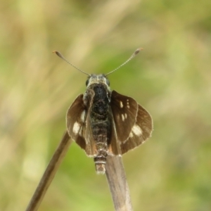 Trapezites luteus at Symonston, ACT - 14 Dec 2021