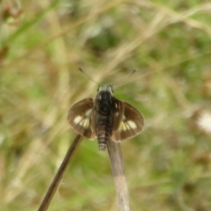 Trapezites luteus at Symonston, ACT - 14 Dec 2021