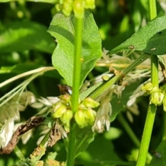 Rumex conglomeratus (Clustered Dock) at Mount Mugga Mugga - 17 Dec 2021 by Mike