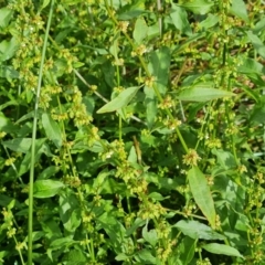 Rumex conglomeratus at O'Malley, ACT - 18 Dec 2021 09:19 AM