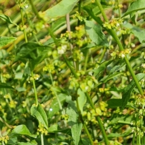 Rumex conglomeratus at O'Malley, ACT - 18 Dec 2021 09:19 AM