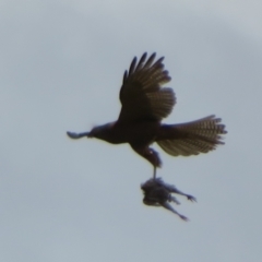 Accipiter fasciatus (Brown Goshawk) at Mount Mugga Mugga - 14 Dec 2021 by Christine