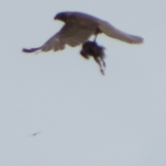 Accipiter fasciatus at Symonston, ACT - 14 Dec 2021