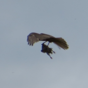 Accipiter fasciatus at Symonston, ACT - 14 Dec 2021