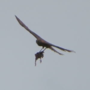 Accipiter fasciatus at Symonston, ACT - 14 Dec 2021