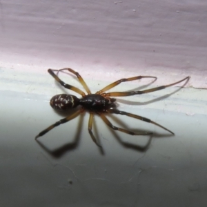 Cryptachaea gigantipes at Flynn, ACT - 13 Dec 2021 10:24 PM