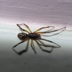 Cryptachaea gigantipes (White porch spider) at Flynn, ACT - 13 Dec 2021 by Christine