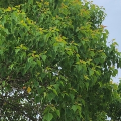 Triadica sebifera (Chinese Tallow Tree) at Hughes, ACT - 14 Dec 2021 by ruthkerruish