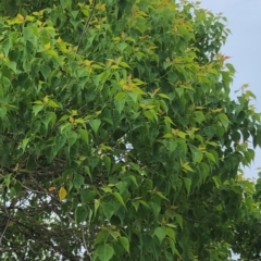 Triadica sebifera (Chinese tallow tree) at Hughes, ACT - 14 Dec 2021 by ruthkerruish