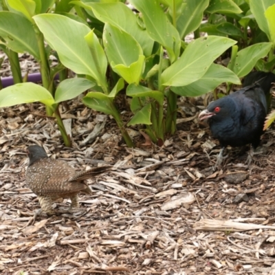 Eudynamys orientalis (Pacific Koel) at Collector, NSW - 21 Nov 2021 by CaroS